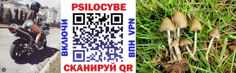 купить закладку  Пошехонье  Псилоцибиновые грибы прущие грибы 